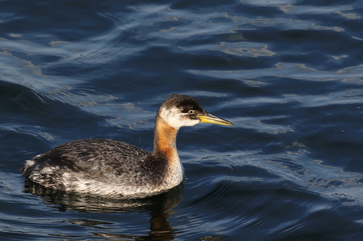 Red-necked Grebe - ML127221641