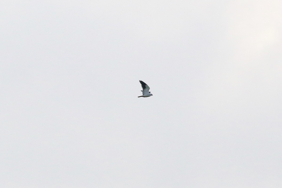 Black-winged Kite - Thomas Doebel