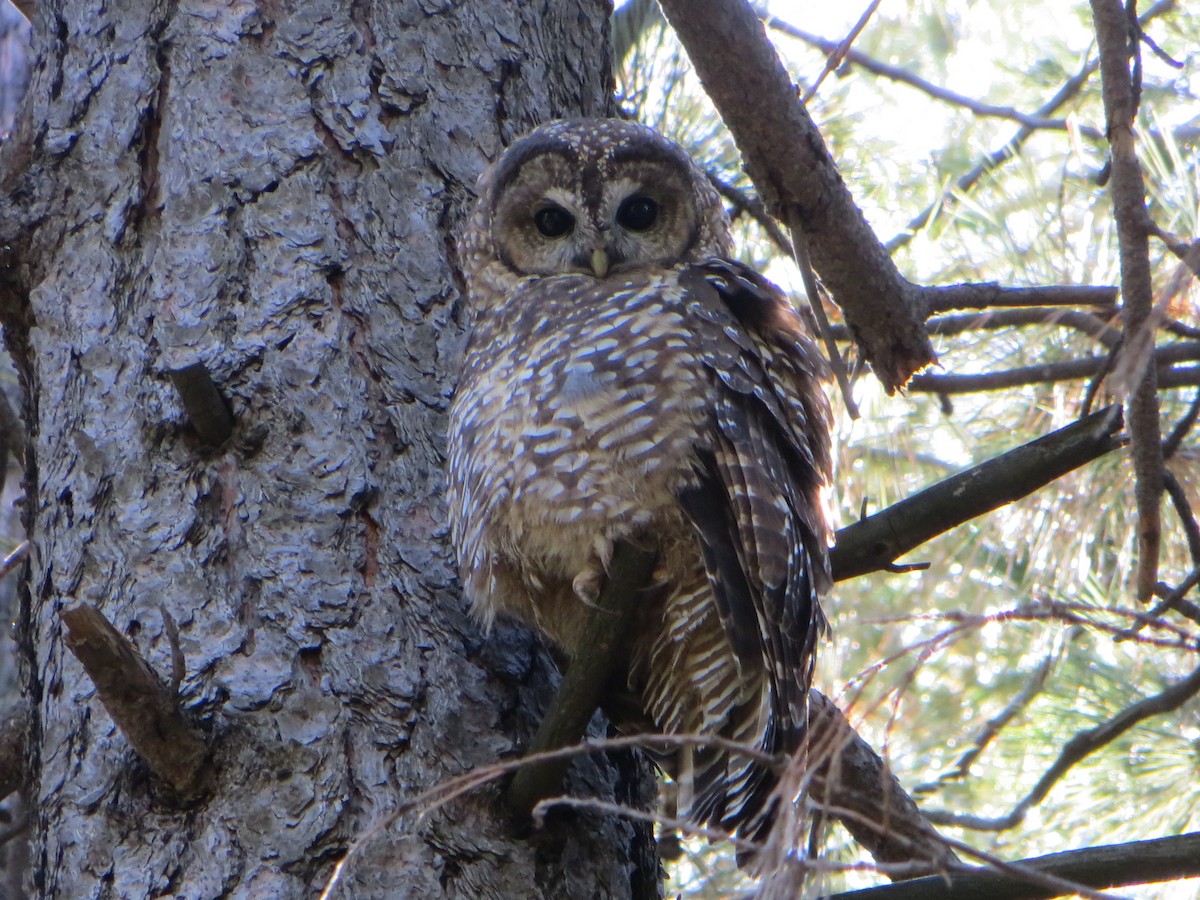 Spotted Owl - ML127226091