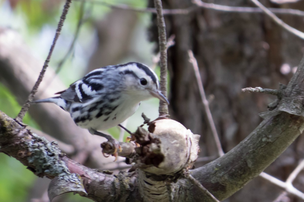 Black-and-white Warbler - ML127227551