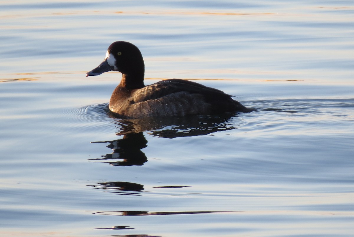 Greater Scaup - ML127229061