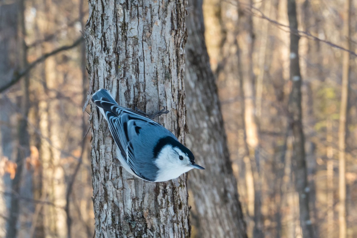 White-breasted Nuthatch - ML127232751