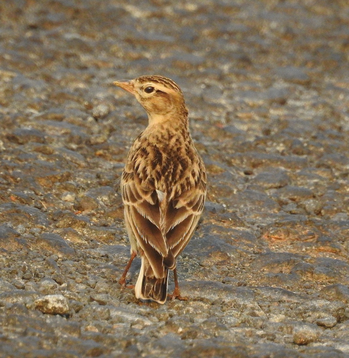 Mongolian Short-toed Lark - ML127232951