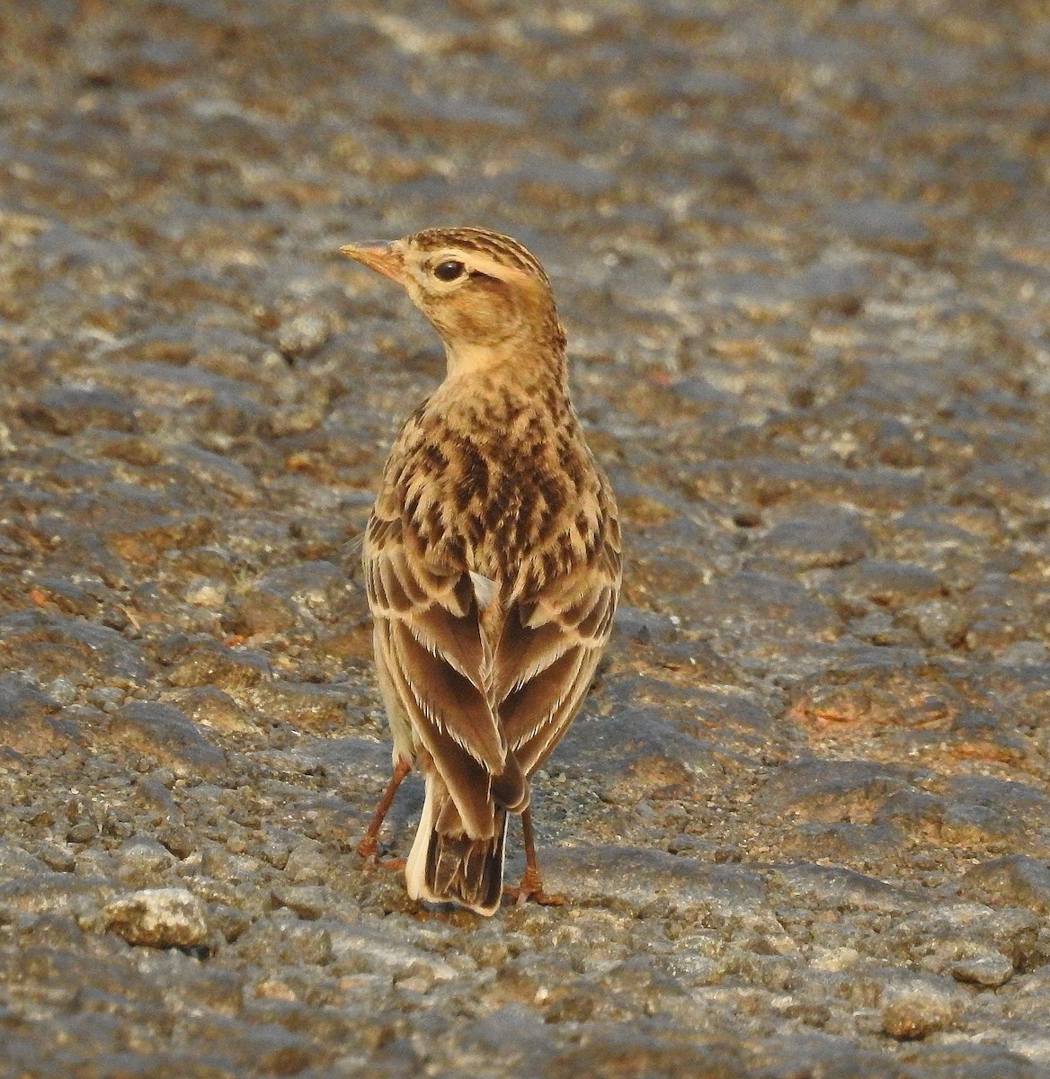 Mongolian Short-toed Lark - Afsar Nayakkan