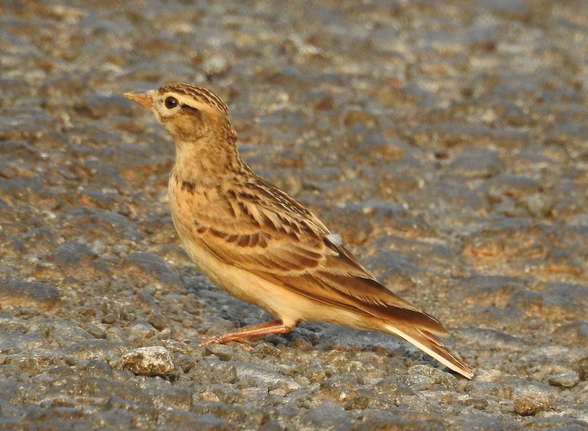 Mongolian Short-toed Lark - Afsar Nayakkan