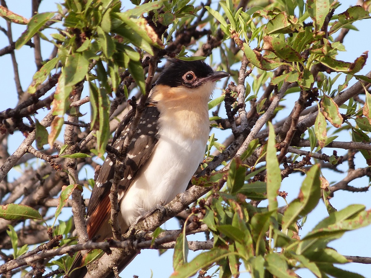 Great Spotted Cuckoo - Carlos Mompó