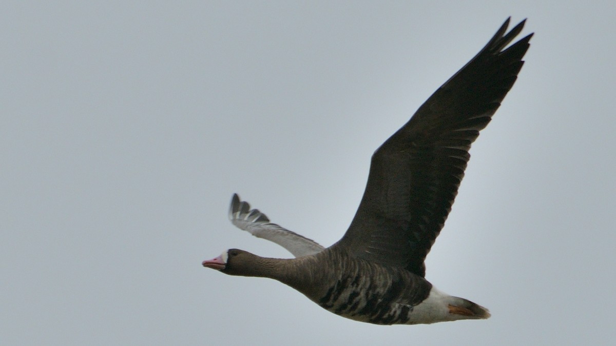 Greater White-fronted Goose - Douglas Ball