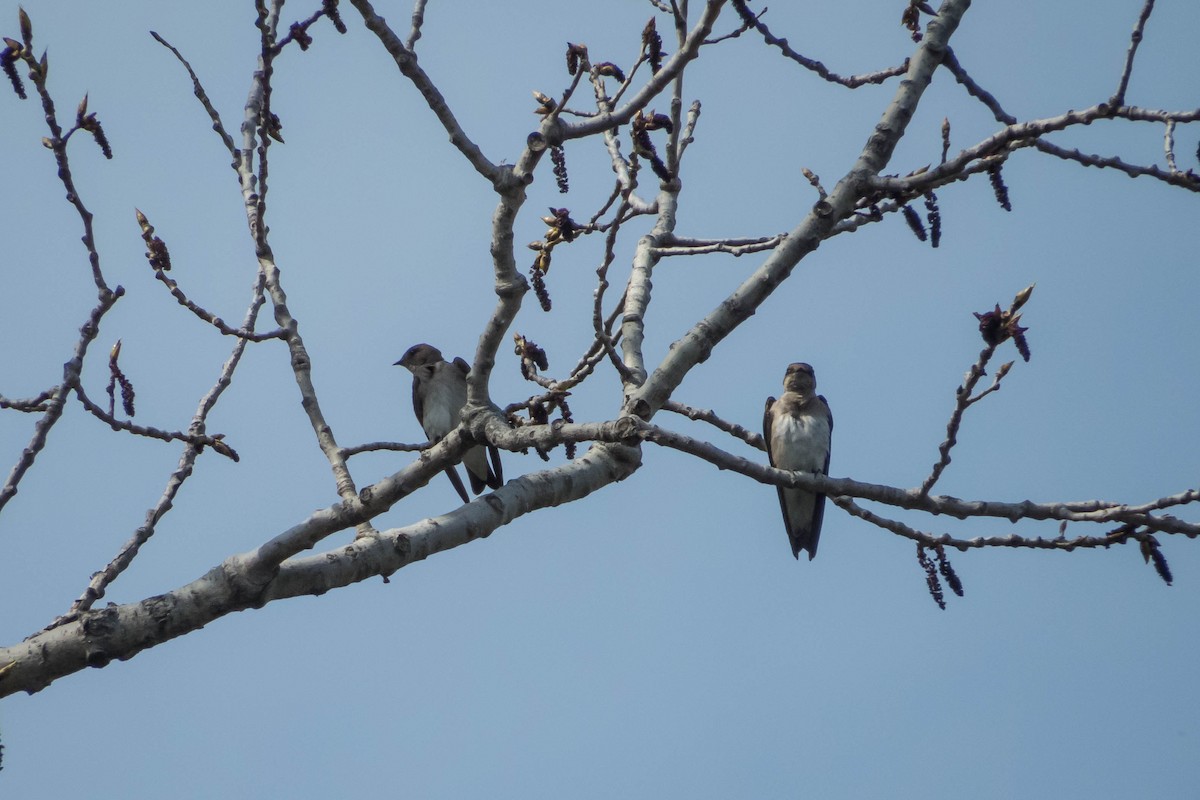 Northern Rough-winged Swallow - Darryl Ryan