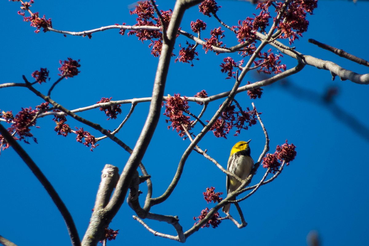Black-throated Green Warbler - Darryl Ryan