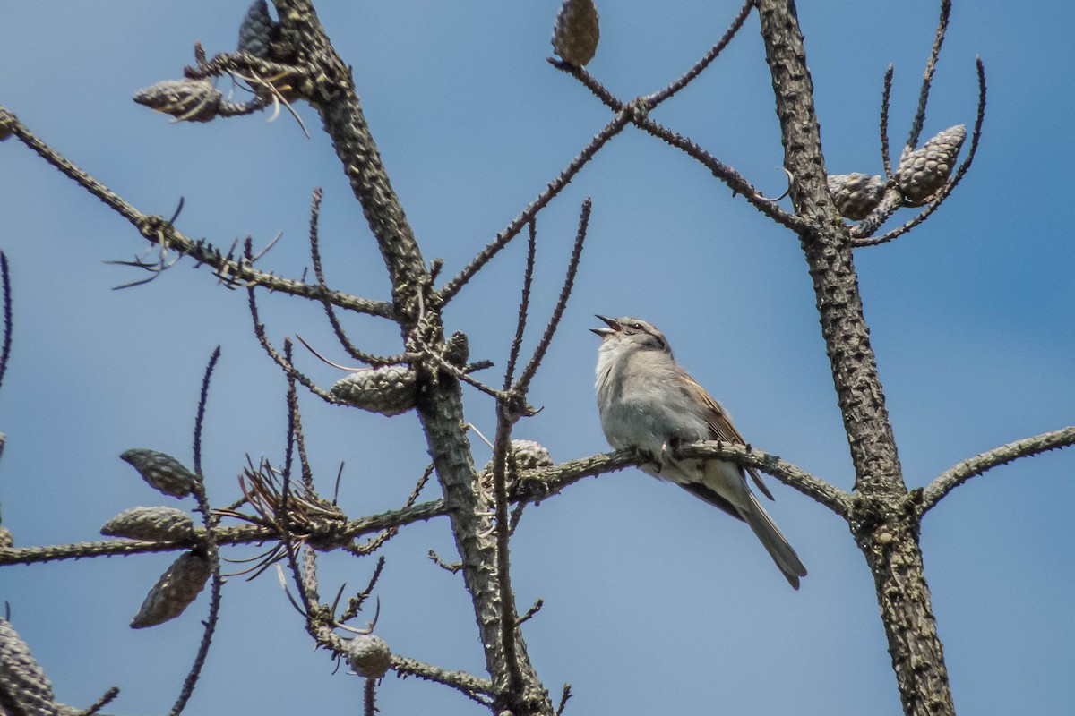Chipping Sparrow - ML127239531