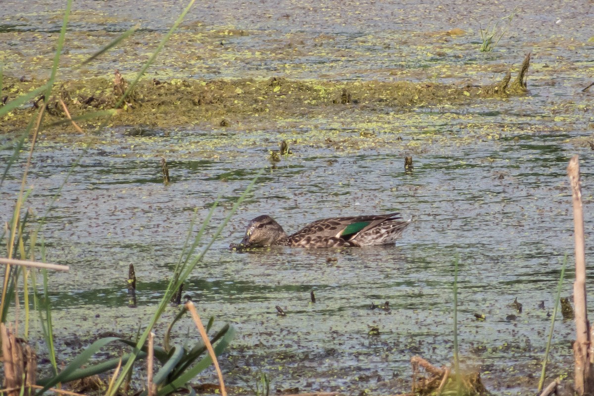 Green-winged Teal - ML127240831