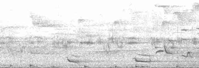 kvesal chocholatý (ssp. mocinno) - ML127241