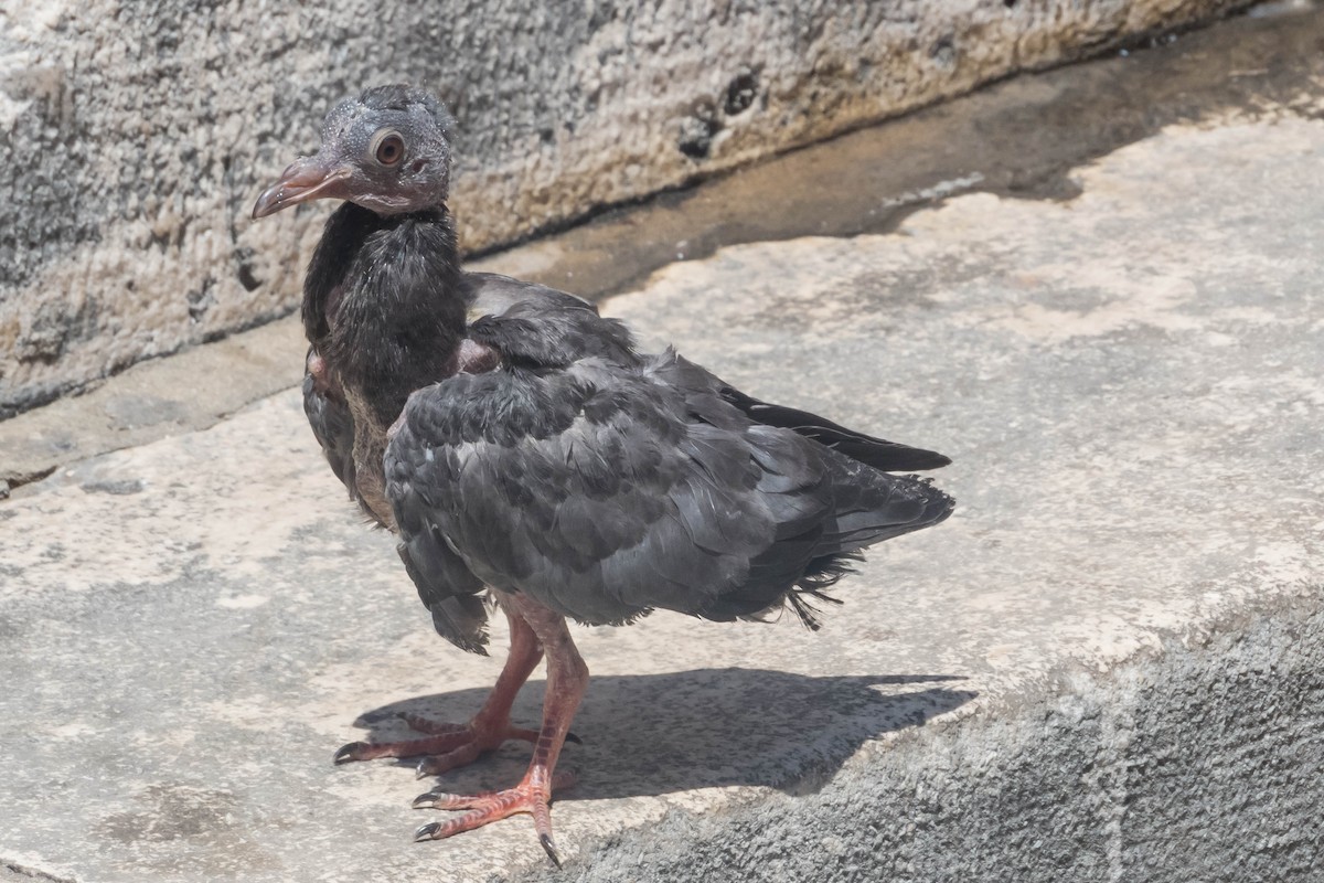 Rock Pigeon (Feral Pigeon) - Darryl Ryan