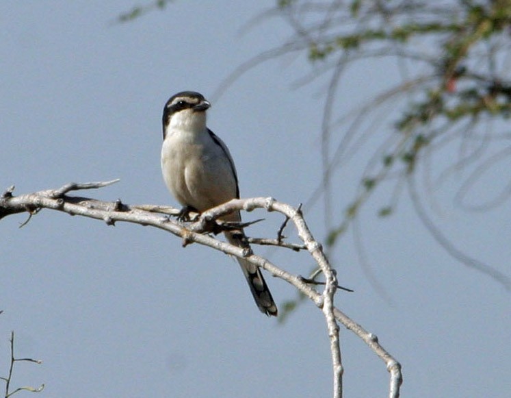 Southern Fiscal (Southern) - ML127252151