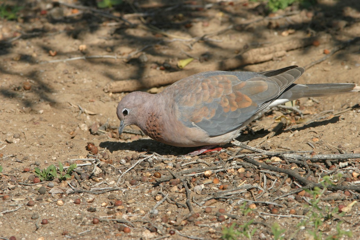 Laughing Dove - Don Roberson