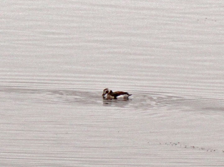 Long-tailed Duck - ML127256931