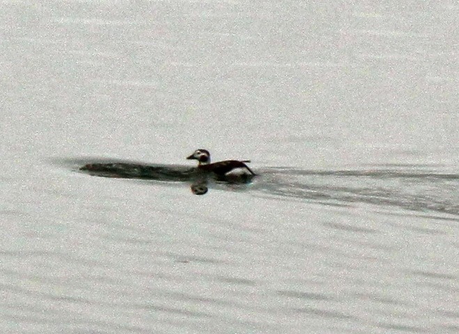 Long-tailed Duck - ML127256941