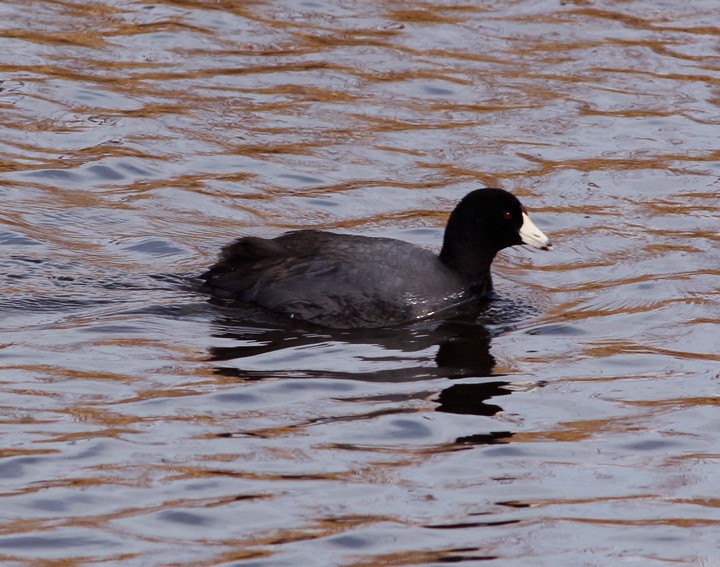 American Coot (Red-shielded) - ML127257541