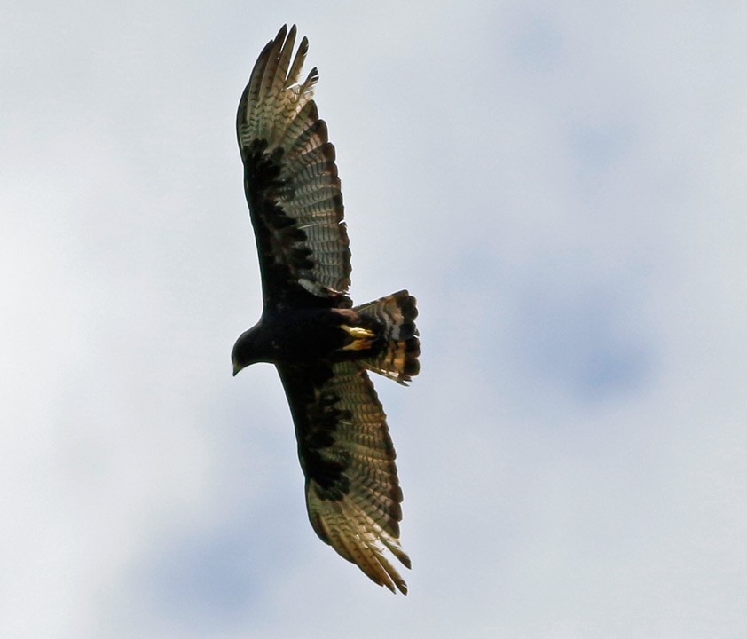 Zone-tailed Hawk - Kris Petersen