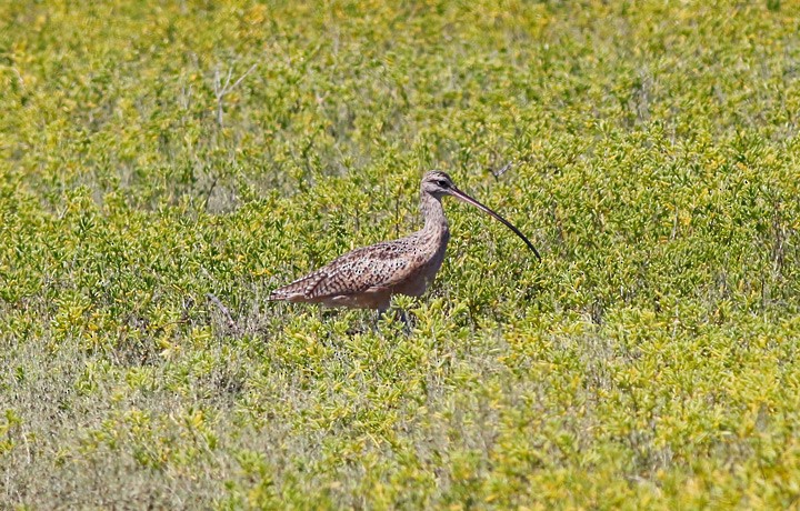 Long-billed Curlew - ML127270471