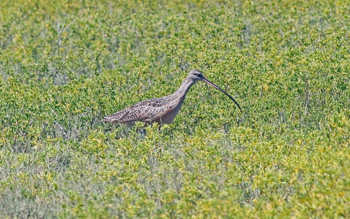 Long-billed Curlew - ML127270481