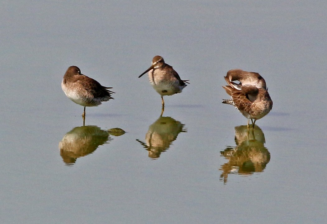 Long-billed Dowitcher - ML127271091