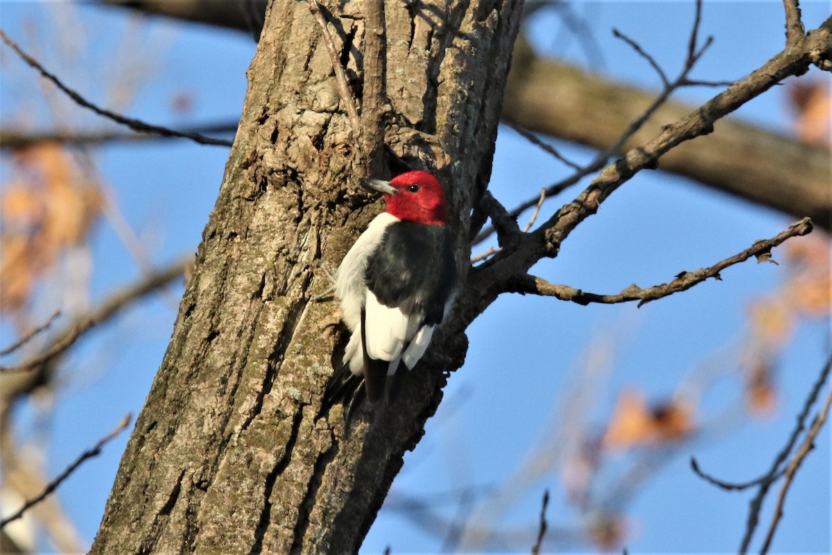 Red-headed Woodpecker - ML127271231