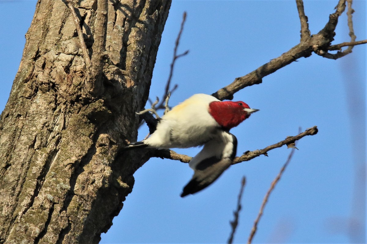 Red-headed Woodpecker - ML127271241