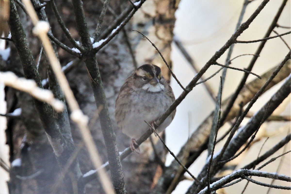 White-throated Sparrow - ML127271351