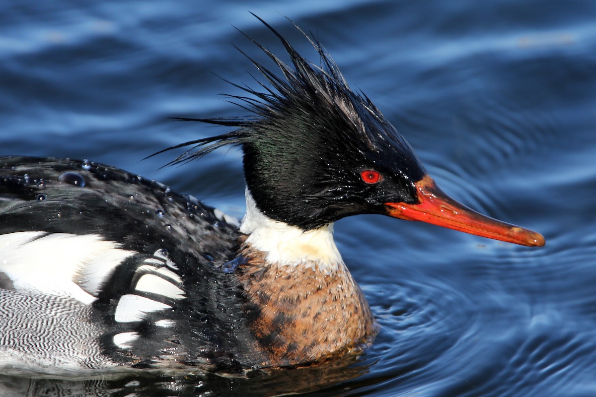 Red-breasted Merganser - Kevin McGowan