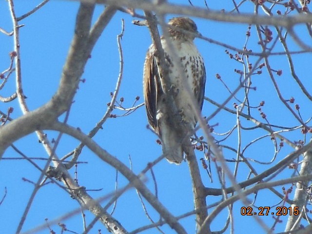 Red-tailed Hawk - ML127274401