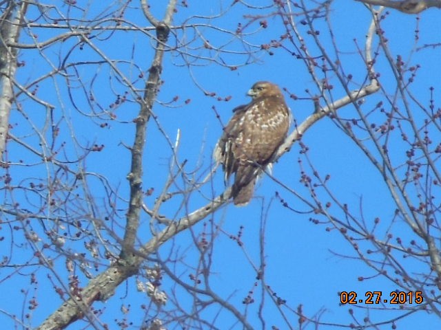 Red-tailed Hawk - ML127274411
