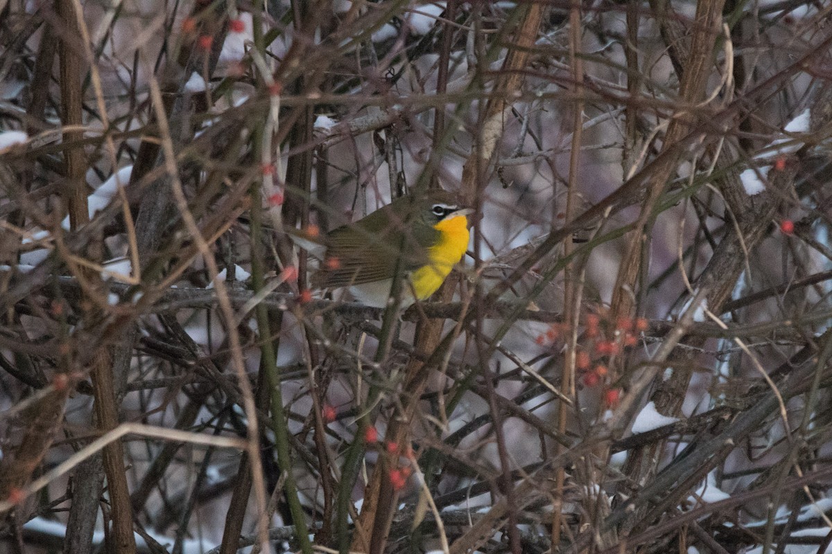Yellow-breasted Chat - Steven McGrath