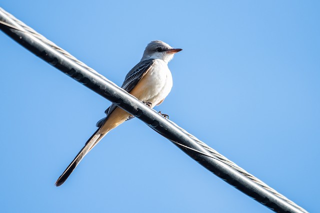 Scissor-tailed Flycatcher