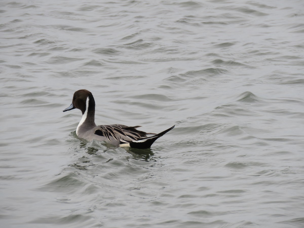 Northern Pintail - Andrea MacLeod