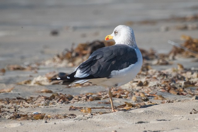 Lesser Black-backed Gull