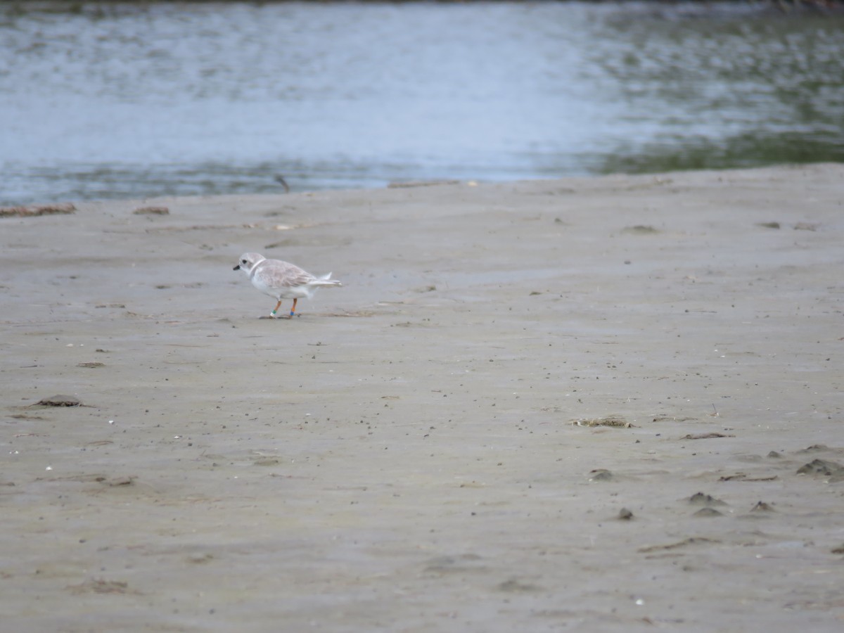 Piping Plover - Andrea MacLeod
