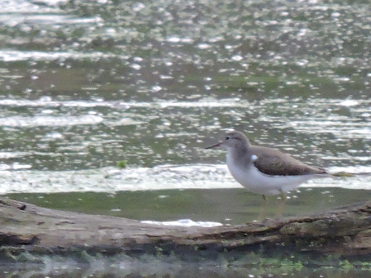 eBird Checklist - 13 Jul 2015 - Baugo Bay St. Joe County Park Boat ...