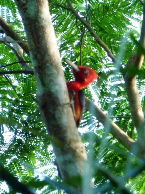 Red-necked Woodpecker - Damián Rumiz