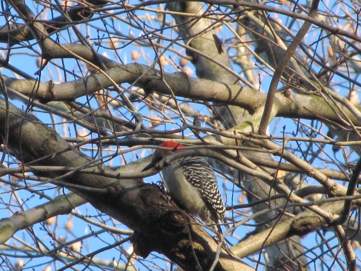 Red-bellied Woodpecker - ML127294051