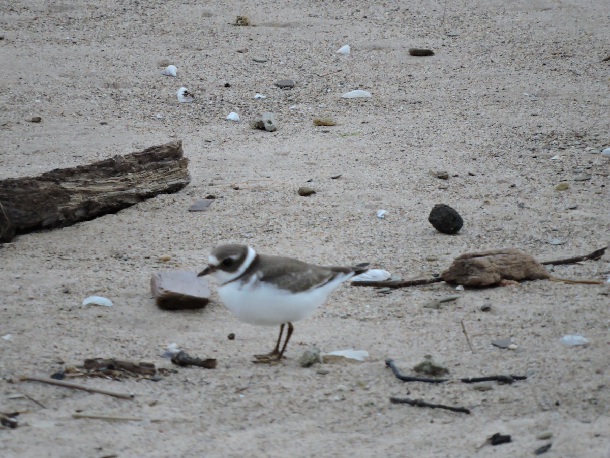 Semipalmated Plover - ML127297371