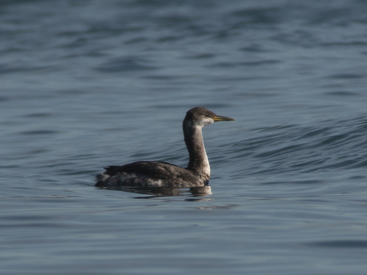 Red-necked Grebe - ML127298521