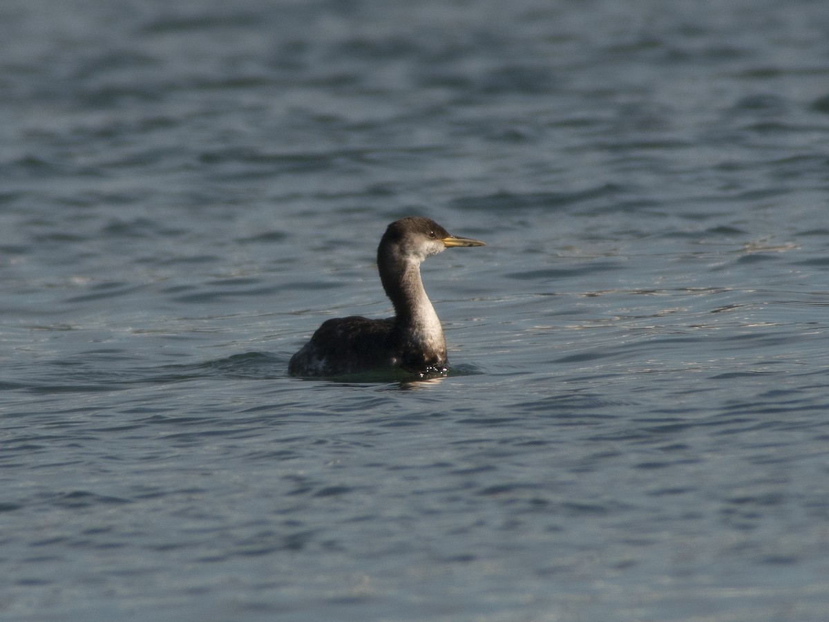Red-necked Grebe - ML127298541