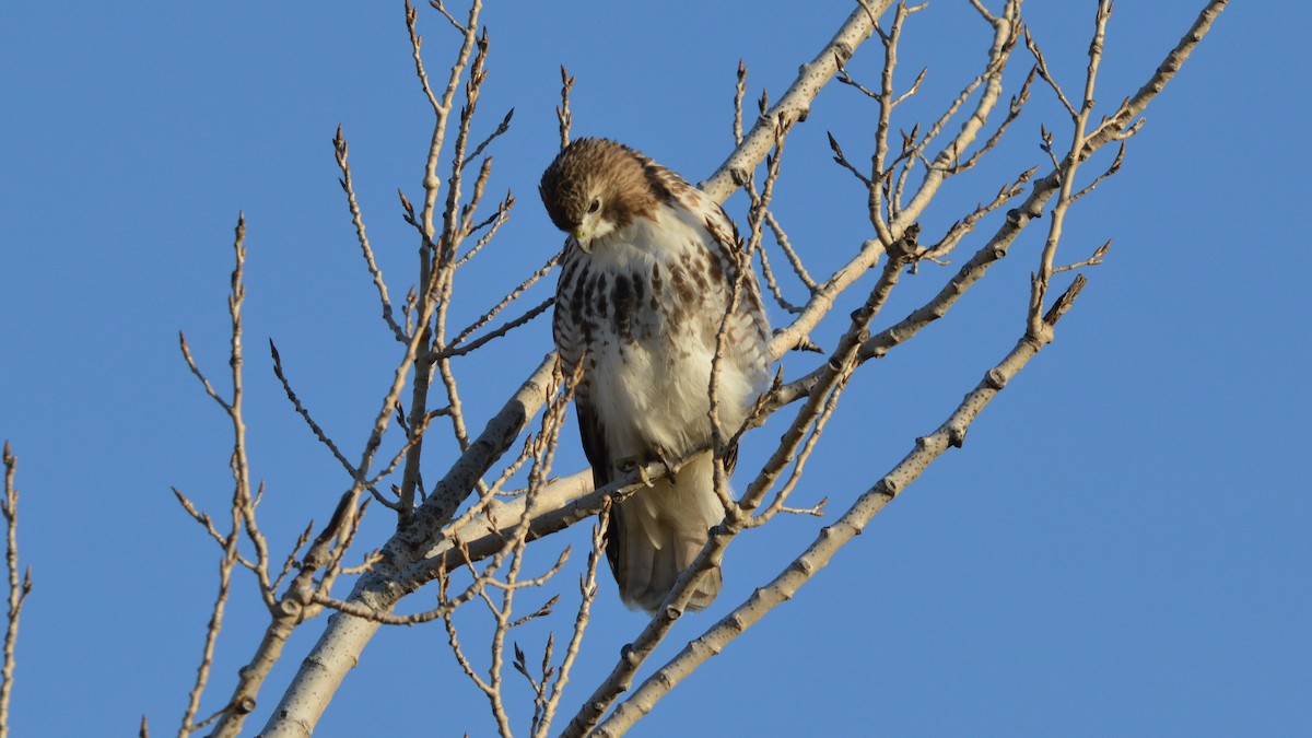 Red-tailed Hawk - ML127298781