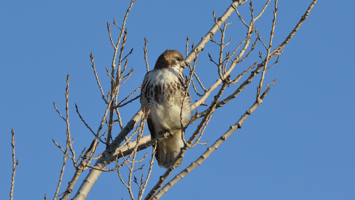 Red-tailed Hawk - ML127298801