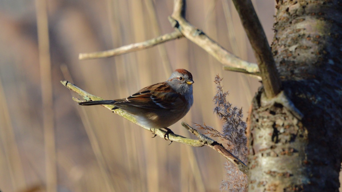 American Tree Sparrow - ML127299161