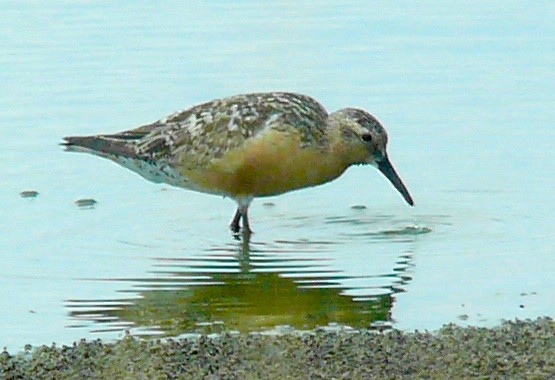 Red Knot - Rick Taylor