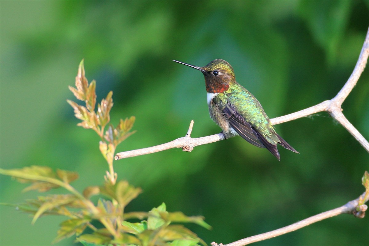 Ruby-throated Hummingbird - Timothy P. Jones