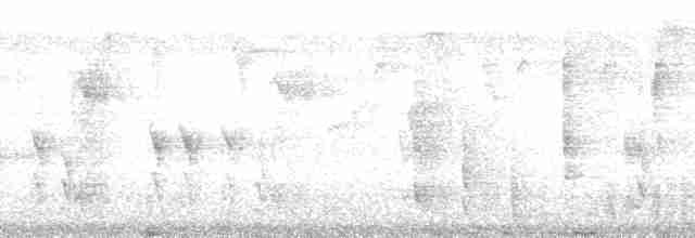 Колібрі-шаблекрил юкатанський (підвид excellens) - ML127305