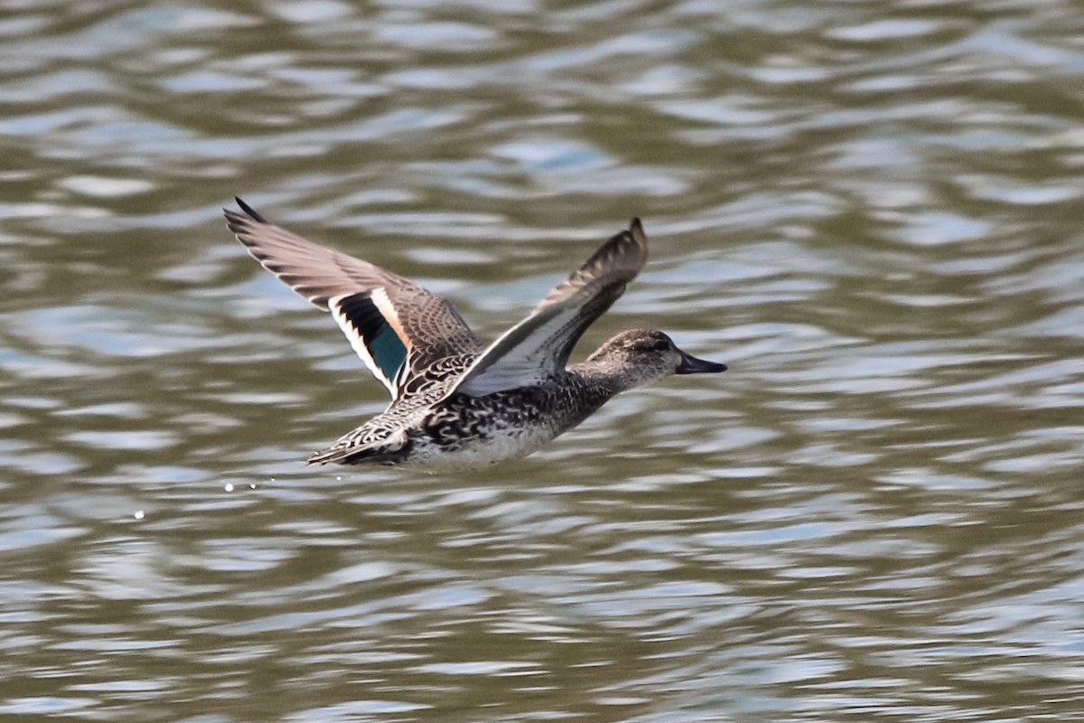 Green-winged Teal - ML127305781